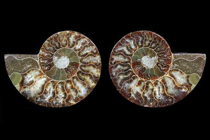 Cut & Polished Ammonite Fossil - Agatized #82278